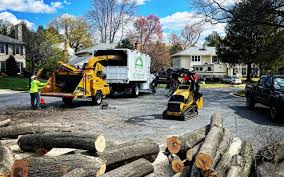 How Our Tree Care Process Works  in  Gilman, IL