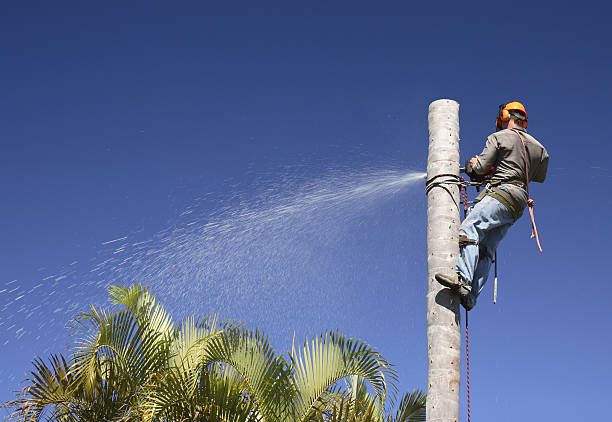 Best Lawn Irrigation Installation and Maintenance  in Gman, IL