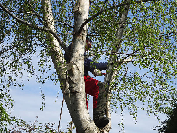 Best Utility Line Clearance  in Gman, IL